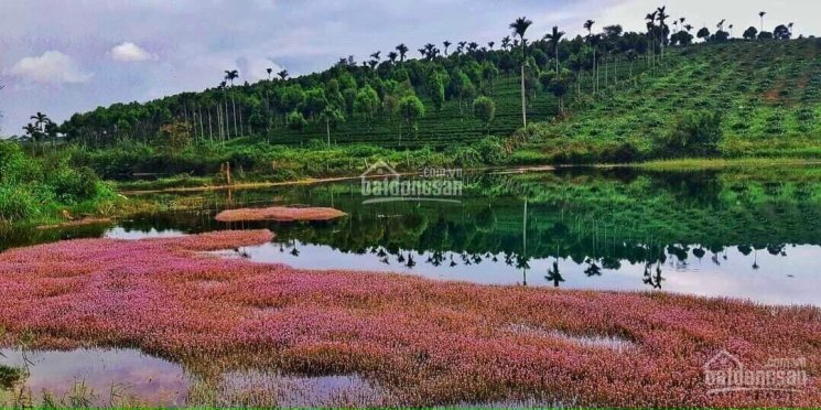 Cơ hội cuối cùng để sở hữu nền nhà phố đẹp, giá rẻ.
Giá đón đầu sang năm thanh toán