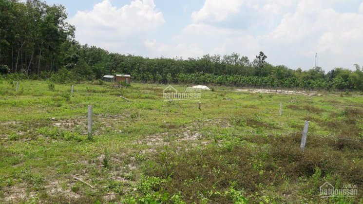 Cần bán lô đất vườn cực đẹp hơn 1000m2 sát đường DH704 thuộc xã Định An, Dầu Tiếng, tỉnh Bình Dương