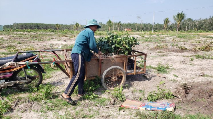 Mua đất tặng vườn trái cây tại trung tâm xã Bình Châu