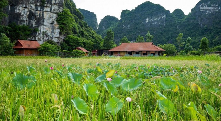 Chính chủ cần bán khu homestay thôn Khê Thượng, xã Ninh Xuân, huyện Hoa Lư, Ninh Bình, 0981896789