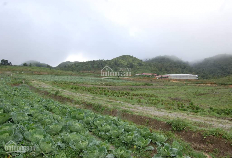 Bán dự án nghỉ dưỡng, farm tại Y Tý, Bát Xát, Lào Cai