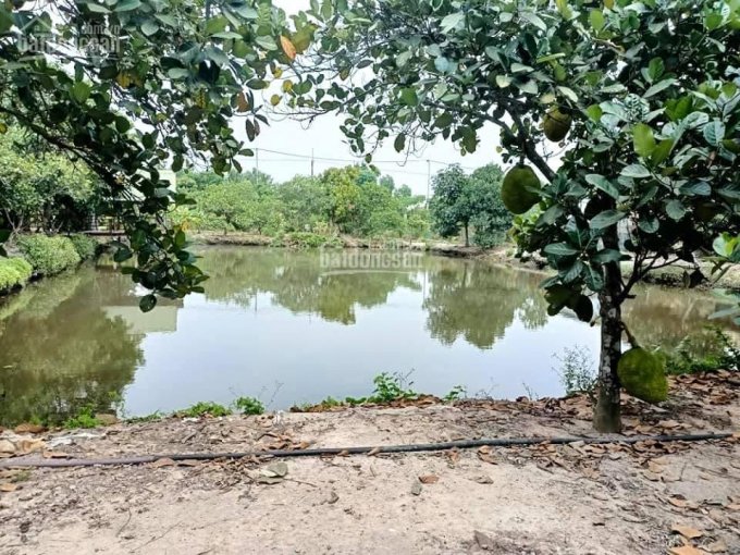 Bán nhà vườn nghỉ dưỡng có ao cá vườn cây tại Phú Hòa Đông Củ Chi
