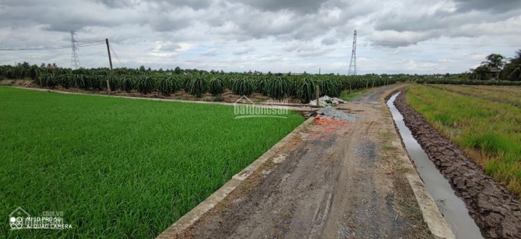 Bán gấp đất lúa phân lô mặt tiền đường đan 2,5m, xã Quê Mỹ Thạnh, giá 3 tỷ (53 tr/m ngang)