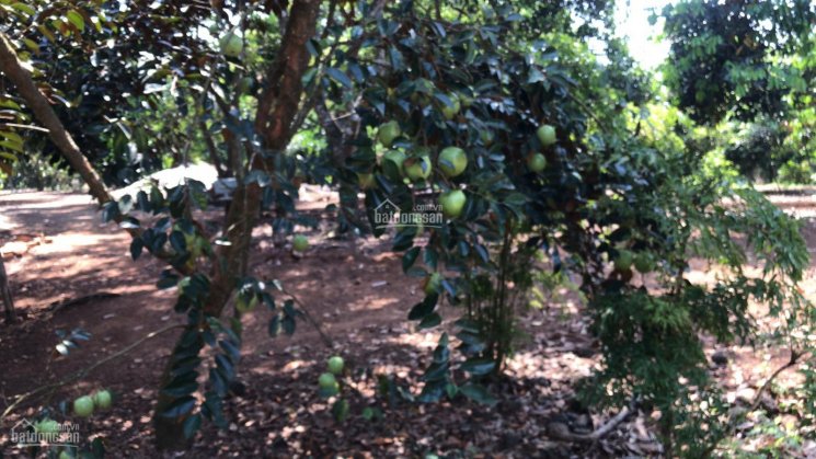 Cần sang nhượng 4.3ha vườn cây ăn trái tại Xuân Lộc, thu nhập 1 tỷ/năm