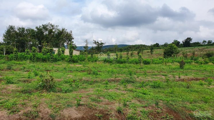 Bán đất làm nông trại siêu bằng đẹp, có suối, 3.4 Ha, 1.8 tỷ, Quảng Tân, Tuy Đức, Đắk Nông