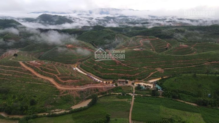 Chỉ hơn 690 triệu bạn đã sở hữu farm sầu riêng 4000m2 tại Lâm Đồng