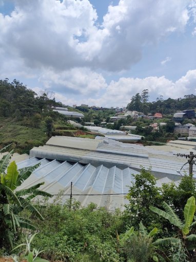 Bán trang trại trồng hoa 13.000 mét 2 ở xã Xuân Thọ, TP. Đà Lạt, nằm bên cạnh Quốc Lộ 20