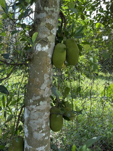 Chính chủ bán mảnh vườn nghỉ dưỡng tại thị trấn Đambri