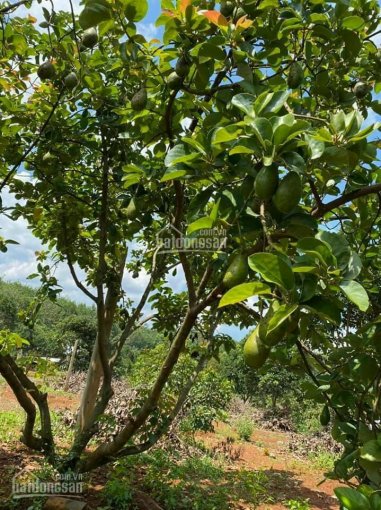 Đất Đồng Phú - View nghỉ dưỡng giá rẻ mùa dịch covid 19