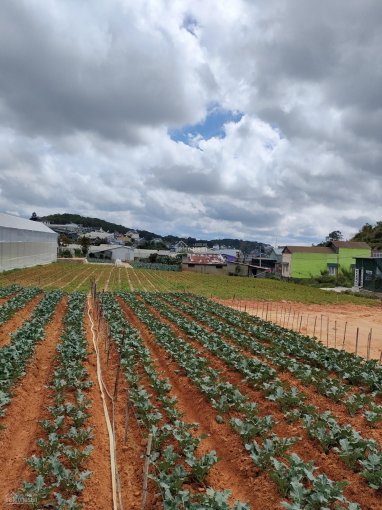 Bán trang trại 13.000 mét 2 có 400 mét 2 đất thổ cư ở đường Mimosa P.10, Đà Lạt giá 3,5 tỷ 1 sào