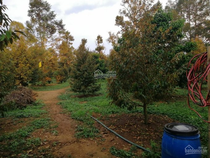 Bán vườn trái cây nghỉ dưỡng có sẵn nhà để tránh dịch, giá rẻ tại thị trấn Đạ M'ri