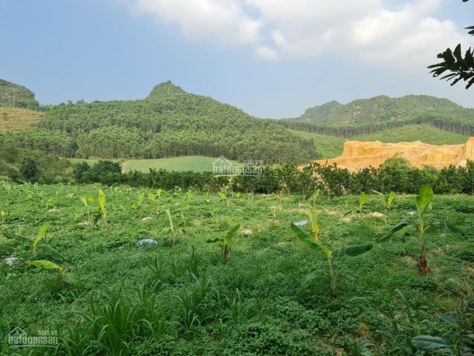 Bán 1ha đất trang trại nhà vườn xã Phú Thành, huyện Lạc Thuỷ, giá rẻ