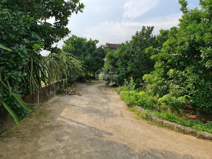 Bán 1ha đất trang trại nhà vườn xã Phú Thành, huyện Lạc Thuỷ, giá rẻ