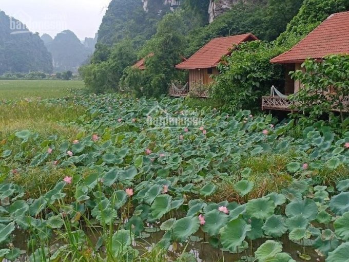 Chính chủ cần bán khu homestay thôn Khê Thượng, xã Ninh Xuân, huyện Hoa Lư, Ninh Bình, 0981896789