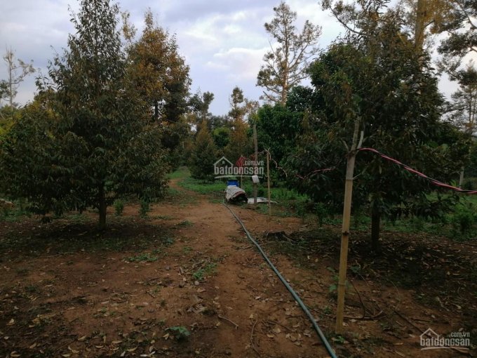 Bán vườn trái cây nghỉ dưỡng có sẵn nhà để tránh dịch, giá rẻ tại thị trấn Đạ M'ri