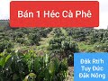 Chính chủ bán gấp rẫy cà phê xen sầu riêng, bơ, điều, mít, 1 hecta, 600 tr. Đường bê tông, có hồ