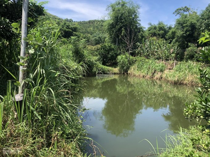 Nhượng 1ha trang trại cam tại xã Thu Phong, huyện Cao Phong, Hoà Bình