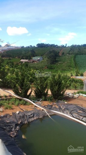 Bán trang trại 23079 mét vuông có 400m2 thổ cư ở xã Tà Nung giá rẻ 2,2 tỷ một sào đã có nhà kiên cố