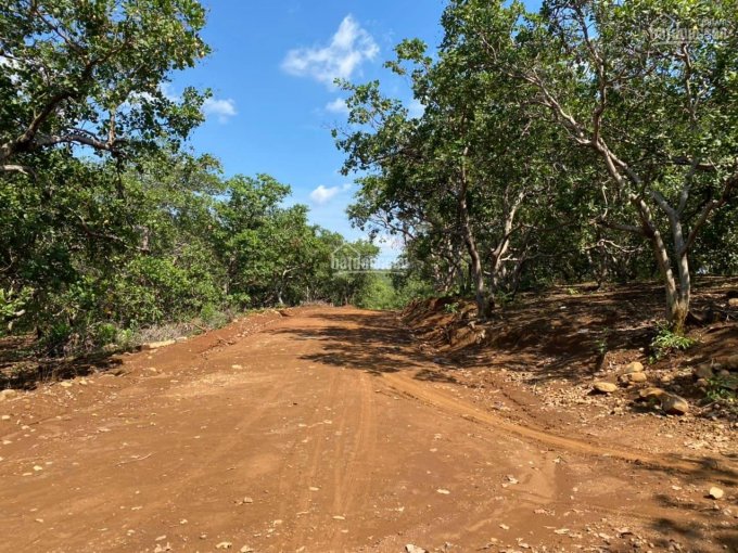 Đất vườn Bình Phước bán 10ha điều đường lớn vào tận nơi giá 600 triệu/ha