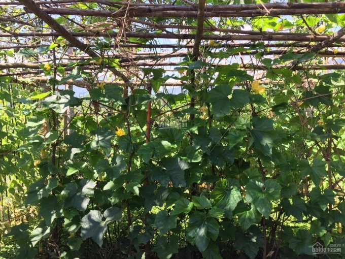 Cần sang lại trang trại nhà vườn có sẵn cây ăn trái trang trại gà vịt vào ở ngay xã Hòa Ninh