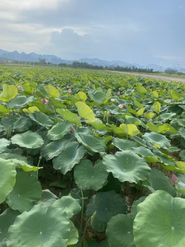 Chỉ hơn tỷ tí tẹo mua được 872m2 trang trại ở Hà Nội view hồ sen tuyệt đẹp