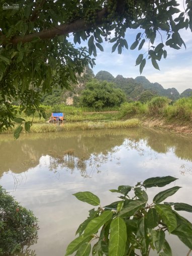 Chỉ hơn tỷ tí tẹo mua được 872m2 trang trại ở Hà Nội view hồ sen tuyệt đẹp