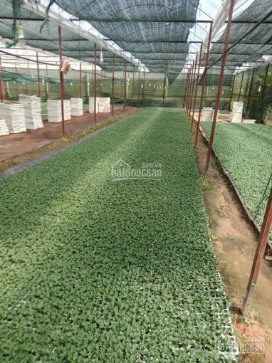 Mời các nhà đầu tư - bán nhanh bán rẻ trang trại trồng hoa ở xã Xuân Thọ TP Đà Lạt