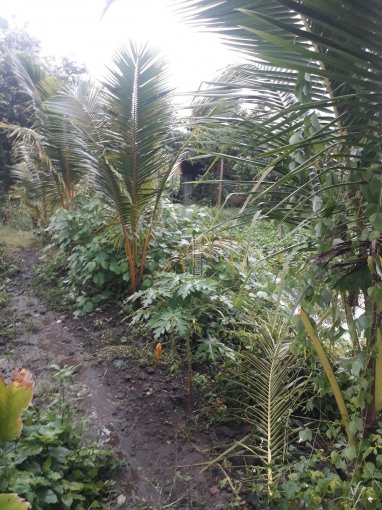 Bán nhà và vườn bưởi đang cho thu hoạch thuộc Ấp 6, Sông Trầu