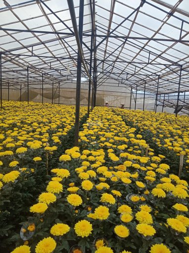 Bán trang trại trồng hoa 13.500 mét 2 ở phường 5, TP. Đà Lạt, cách trung tâm Đà Lạt chỉ 03 kilomet
