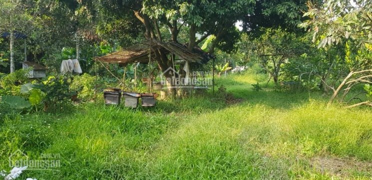 8675m2 km7 Trường Sơn, Lương Sơn, HB, có vườn cây, nhà ở và vài đàn ong tuyệt đỉnh làm trang trại