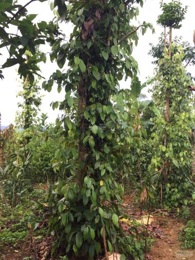 Cần sang lại trang trại nhà vườn có sẵn cây ăn trái trang trại gà vịt vào ở ngay xã Hòa Ninh