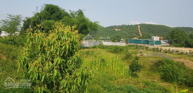 8675m2 km7 Trường Sơn, Lương Sơn, HB, có vườn cây, nhà ở và vài đàn ong tuyệt đỉnh làm trang trại