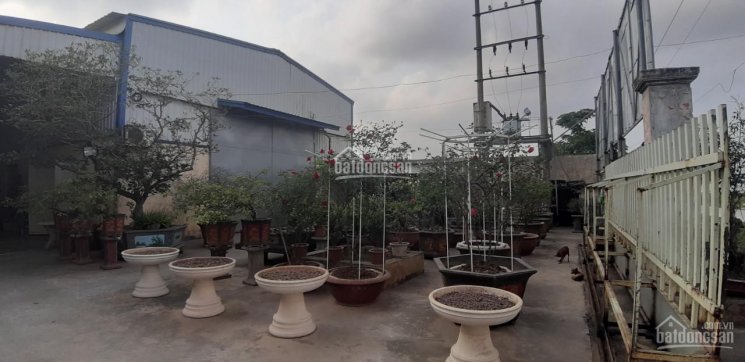Bán nhà xưởng 14000m2 có 1000m2 xưởng tại Quỳnh Phụ Thái Bình