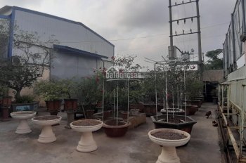 Bán nhà xưởng 14000m2 có 1000m2 xưởng tại Quỳnh Phụ Thái Bình