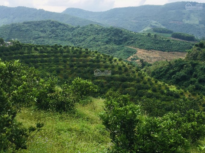 Cần bán đất rừng sản xuất view đẹp tại Cao Phong diện tích 11ha
