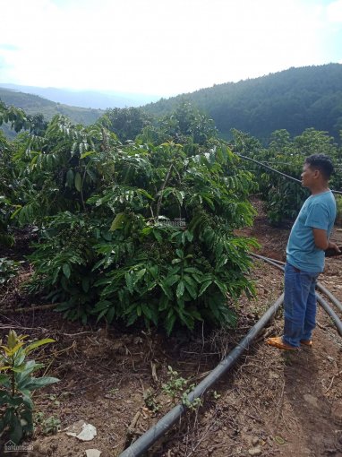 Bán trang trại cà phê 20.000 mét 2 (02 ha) ở xã Tà Nung gần Quốc lộ 725, cách Đà Lạt 15 kilomet