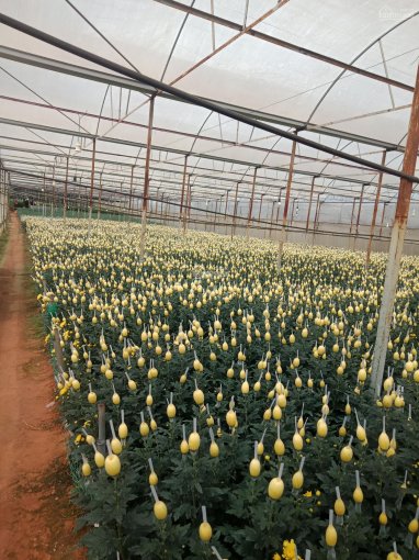 Bán trang trại trồng hoa 13.500 mét 2 ở phường 5, TP. Đà Lạt, cách trung tâm Đà Lạt chỉ 03 kilomet