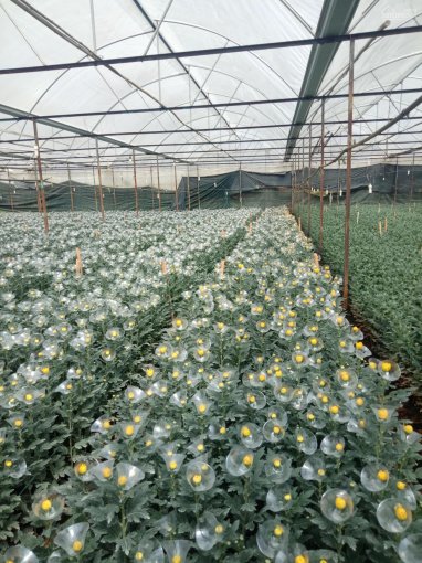 Mời các nhà đầu tư - bán nhanh bán rẻ trang trại trồng hoa ở xã Xuân Thọ TP Đà Lạt