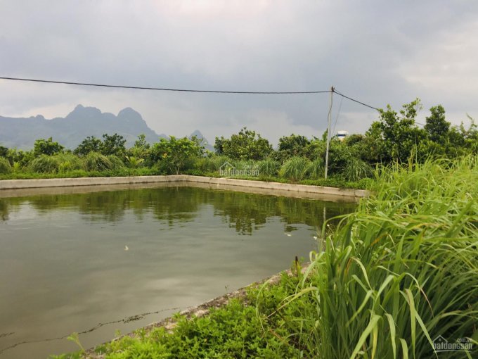 Cần bán đất rừng sản xuất view đẹp tại Cao Phong diện tích 11ha