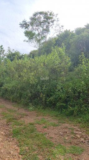 Cần chuyển nhượng gấp 3 ha đất rừng sản xuất giá rẻ tại Cao Phong Hòa Bình 