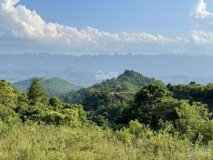 Tổng diện tích 70ha, có 50ha đã có sổ đỏ đất rừng sản xuất, diện tích còn lại có thể cấp bổ sung