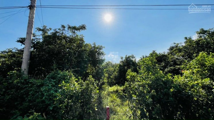 Bán vườn trái cây Long Tân - Đất Đỏ - Bà Rịa VT,
ngay trung tâm Long Tân - cách Tỉnh Lộ 52 chỉ 200m