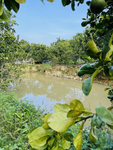 Vườn Bưởi Khánh Nam 2,1 hecta.