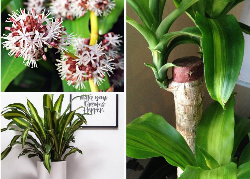 10 loại cây hút ẩm không khí trong nhà: cây thiết mộc lan