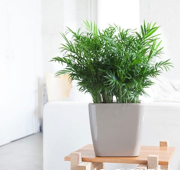 10 loại cây hút ẩm không khí trong nhà: cau tiểu trâm