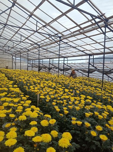 Bán trang trại trồng hoa mini nhà lồng khép kín diện tích 4600 mét 2 đường ô tô xe tải chạy vào đất