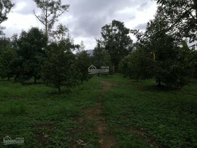 Bán nhà và vườn trái cây nghỉ dưỡng wiu suối tại xã Đoàn Kết huyện Đạ Huoai giá rẻ 