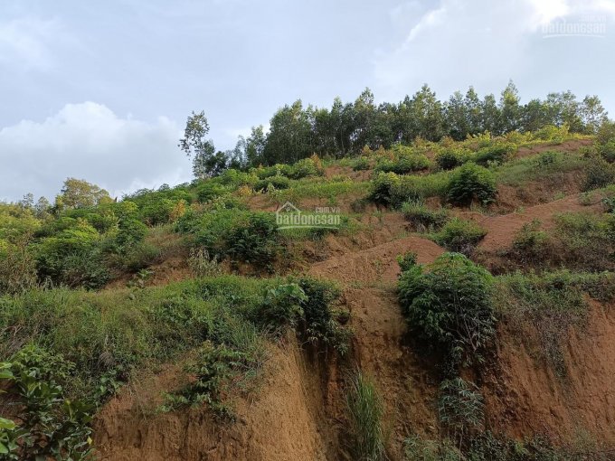 Cơ hội cuối cùng sở hữu farm sầu riêng trên đường vào thác đẹp nhất Khánh Hòa