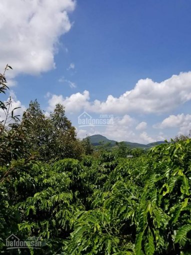 Gia đình cần bán đất nông nghiệp, view đẹp, sẵn 400m2 thổ cư, giá cực tốt tại Xã Hòa Bắc, Di Linh