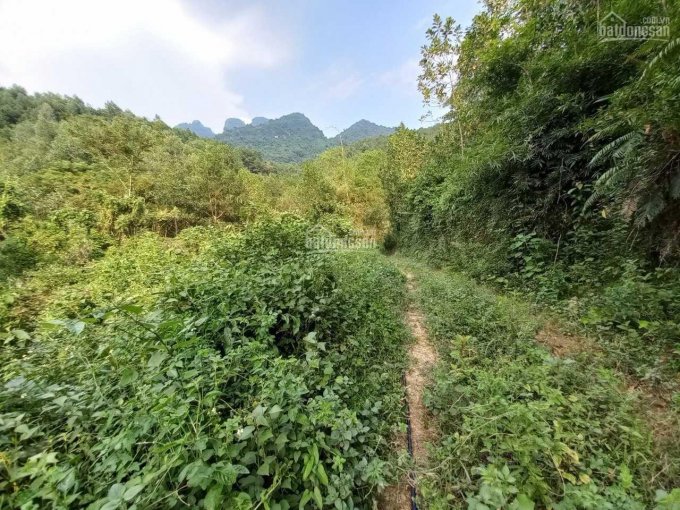 Nhượng 3 lô đất rừng sản xuất tại huyện Kim Bôi, tỉnh Hoà Bình. 2 lô đất bám hồ và có thác